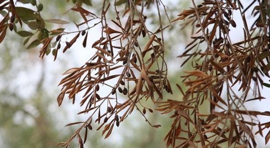 Attivata la prima misura per i danni da Xylella: 35 milioni ai frantoi