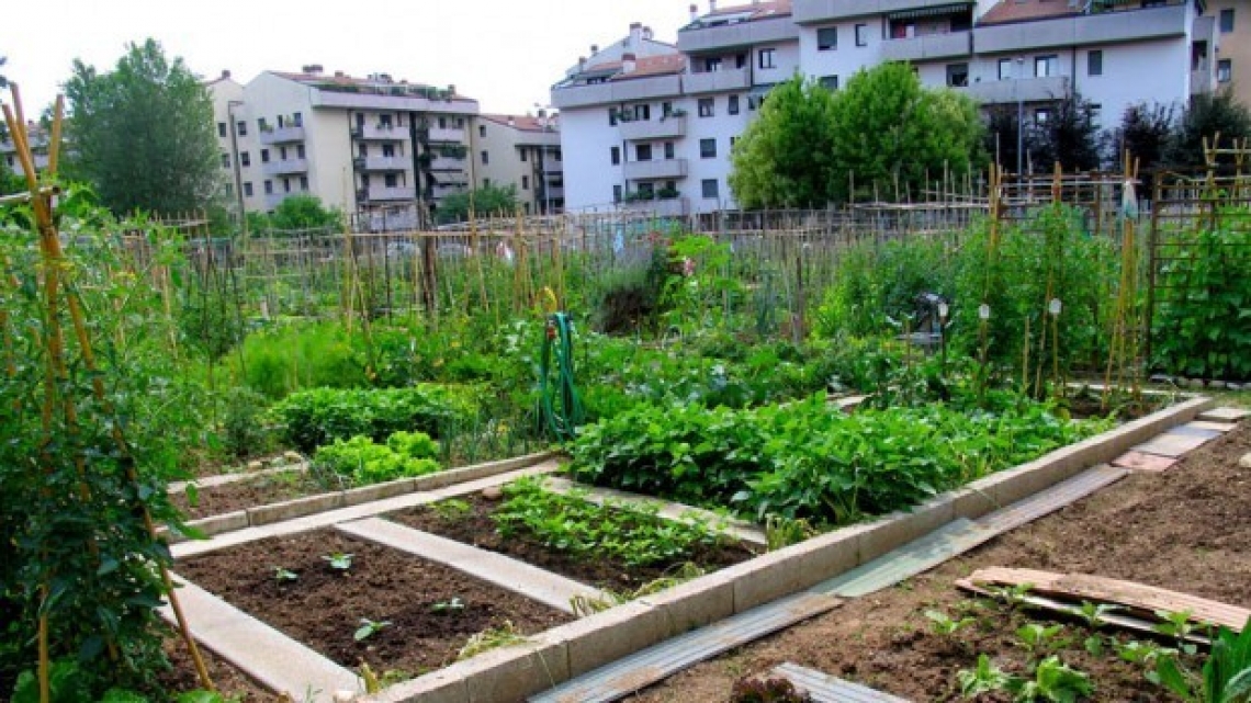Il potenziale inespresso dell'orticoltura urbana per il futuro della sicurezza alimentare