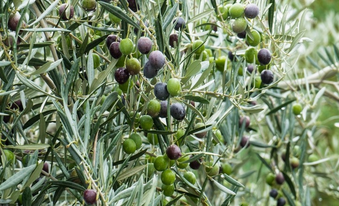 La regione olivicola dell'Andalusia si dichiara libera da Xylella