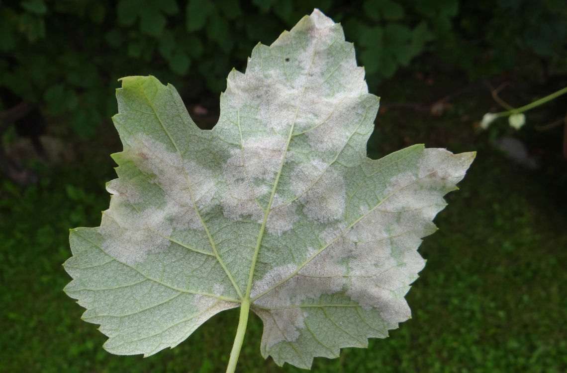 Il costo della difesa dalla peronospora nei vitigni resistenti