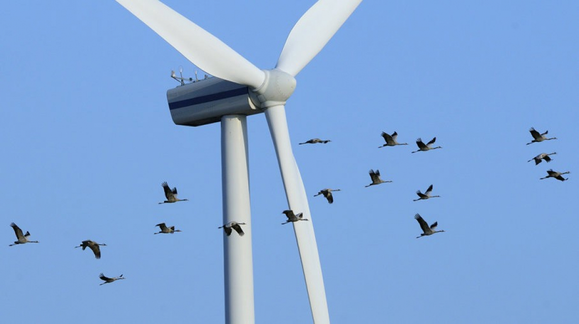 L'impatto ambientale nascosto dell'energia eolica