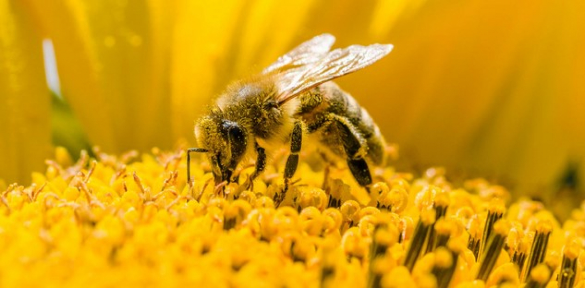 Il ruolo delle api visto dalla ricerca scientifica