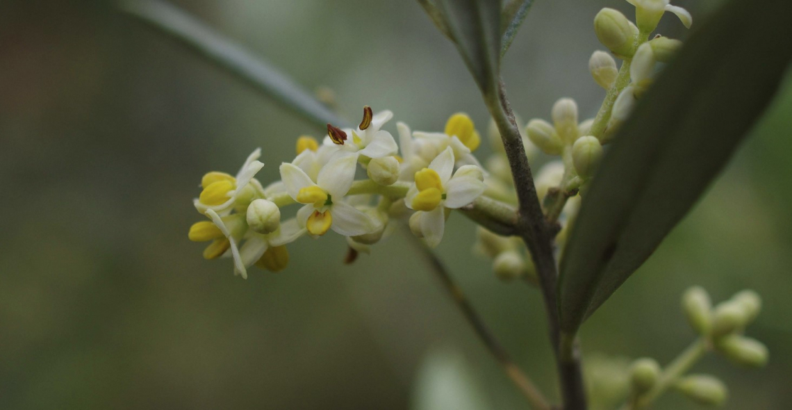 Piogge e caldo sono nemici della fioritura dell'olivo ma quali sono le soglie oltre le quali preoccuparsi?