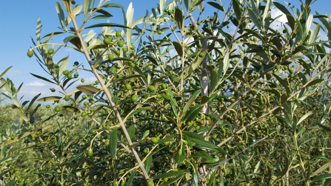 Solo l'olivicoltura biologica hobbistica è realmente sostenibile