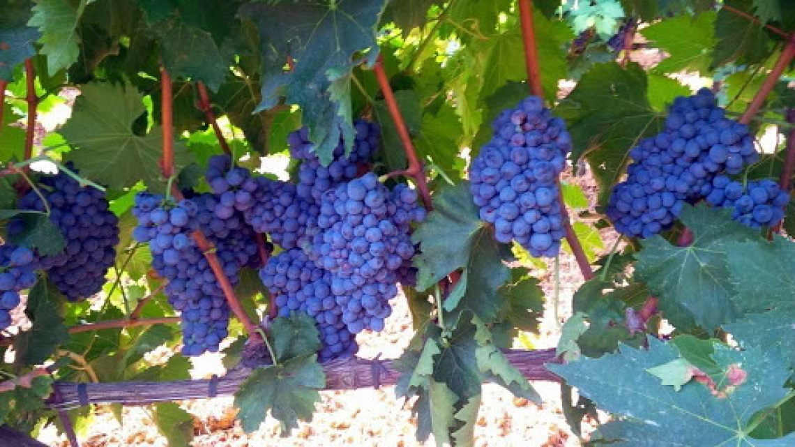 Anche vinificato in biodinamico il sangiovese non perde la sua tipicità