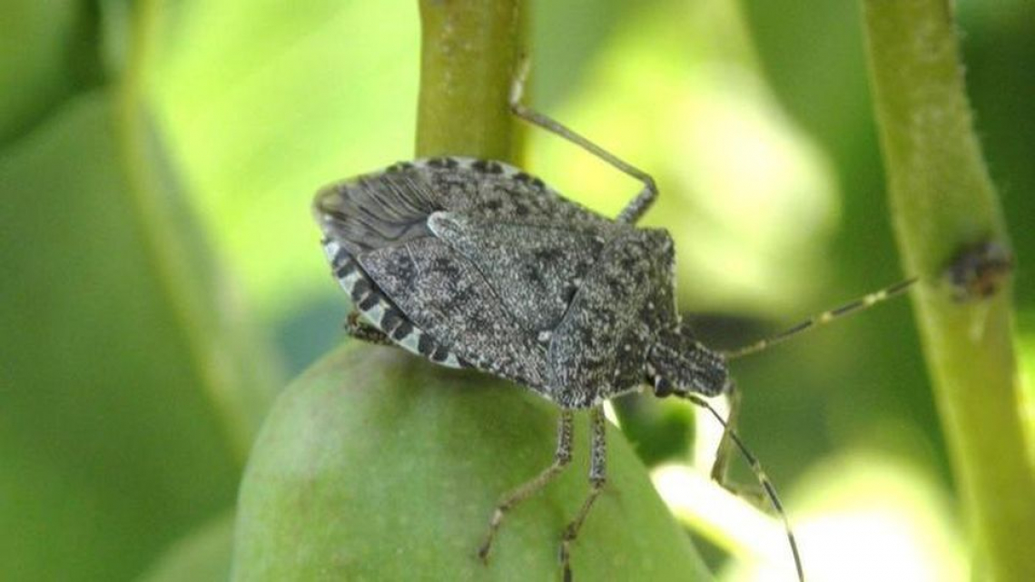 Le buone pratiche agronomiche per contrastare la cimice asiatica