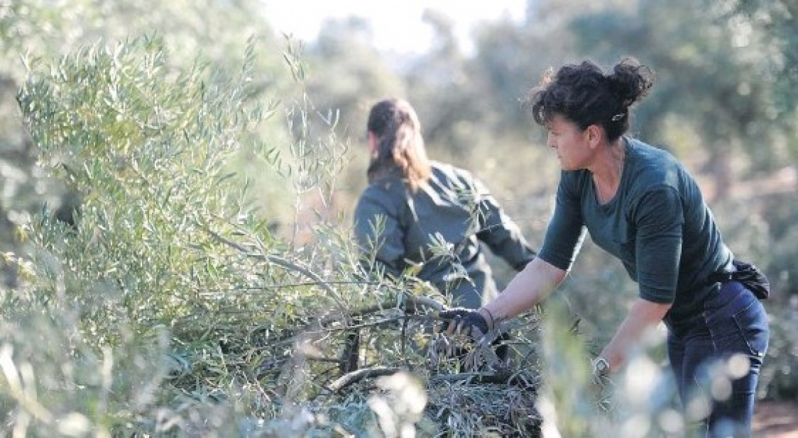 Il mondo social dell'olio extra vergine d'oliva diventa sempre più rosa