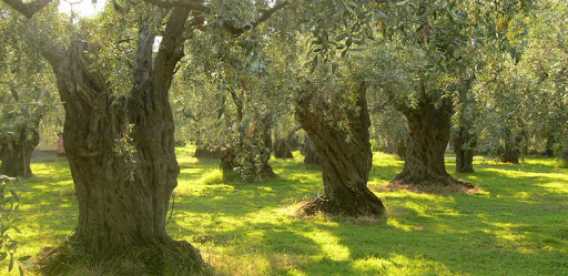 Un ettaro di oliveto vale meno di un ettaro di frumento duro