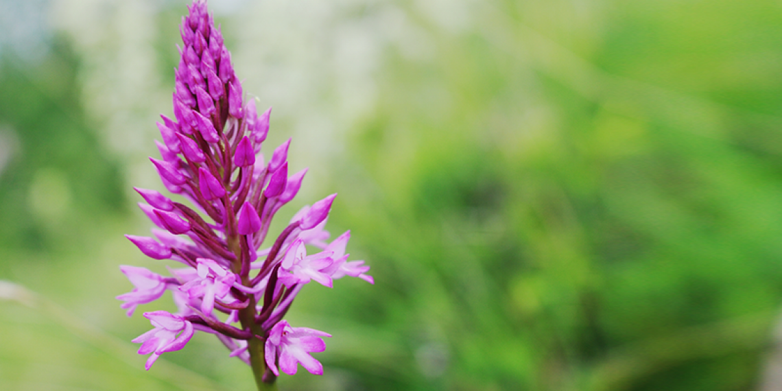 A Chioggia fiorisce una rara orchidea piramidale