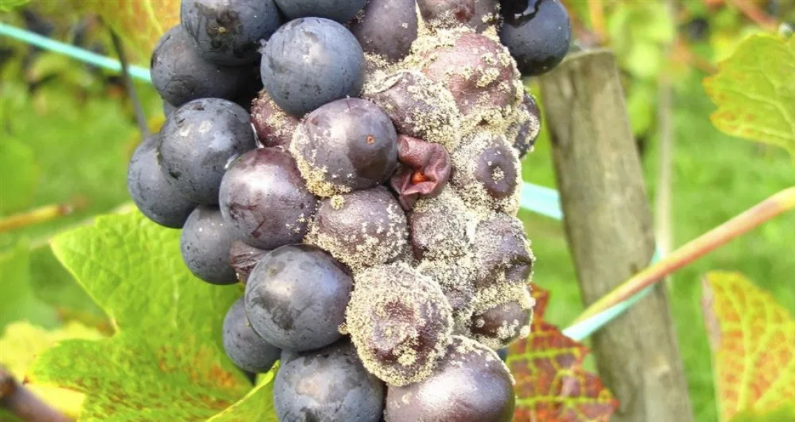 Bassa resistenza dei fungicidi a Botrytis cinerea nel nord Italia ma attenzione a non esagerare con i trattamenti