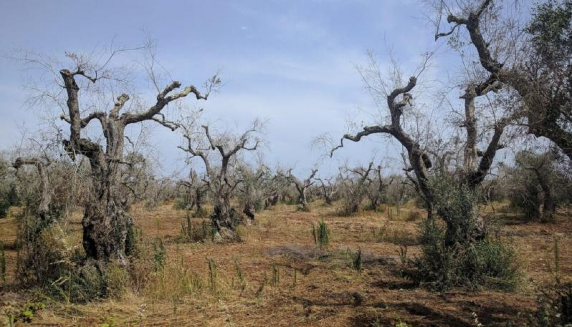 Il decreto per la rigenerazione olivicola della Puglia è in Gazzetta Ufficiale