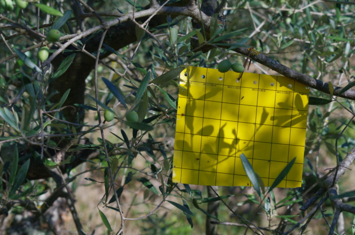 Quale è la migliore trappola per il monitoraggio della mosca delle olive?