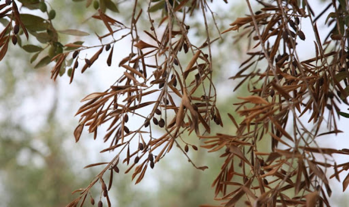 Con un mese di ritardo partono i monitoraggi per fermare Xylella fastidiosa