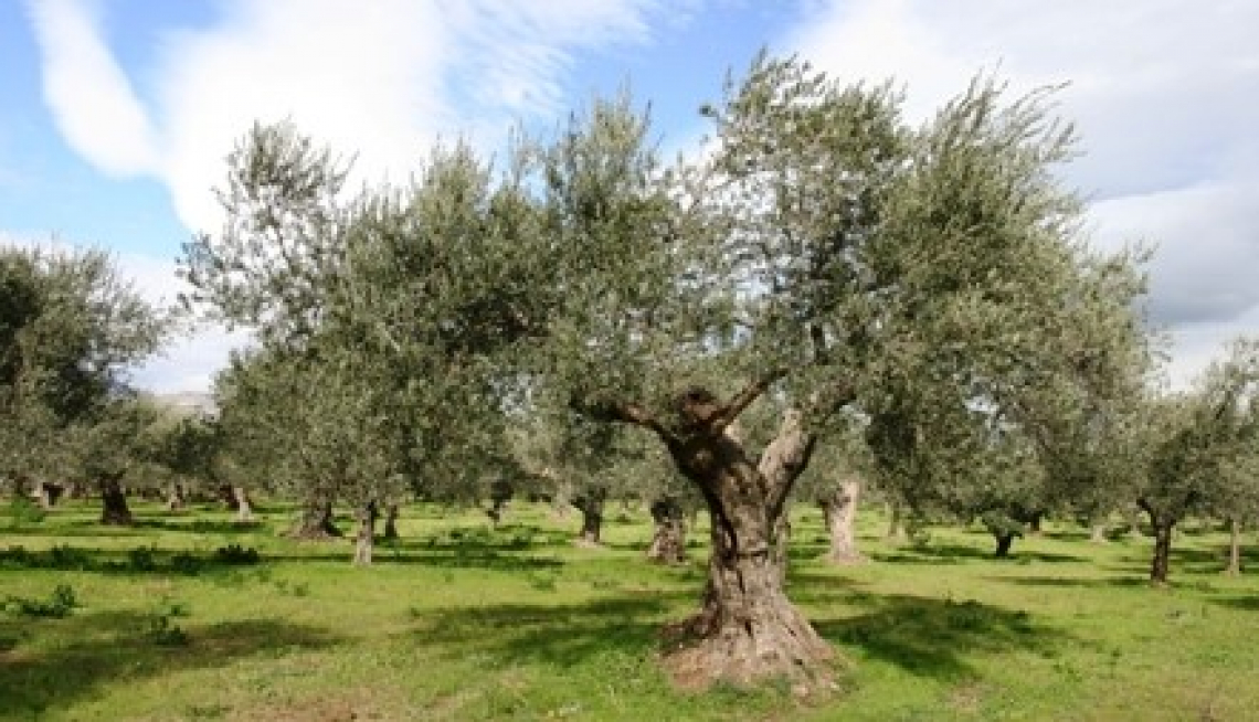 Una nuova legge per abbattimento ed espianto di olivi in Abruzzo