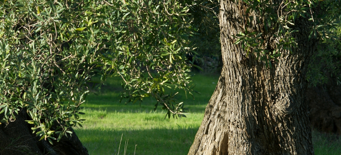 L'importanza della sostanza organica e dell'acido umico sulla produttività dell'olivo