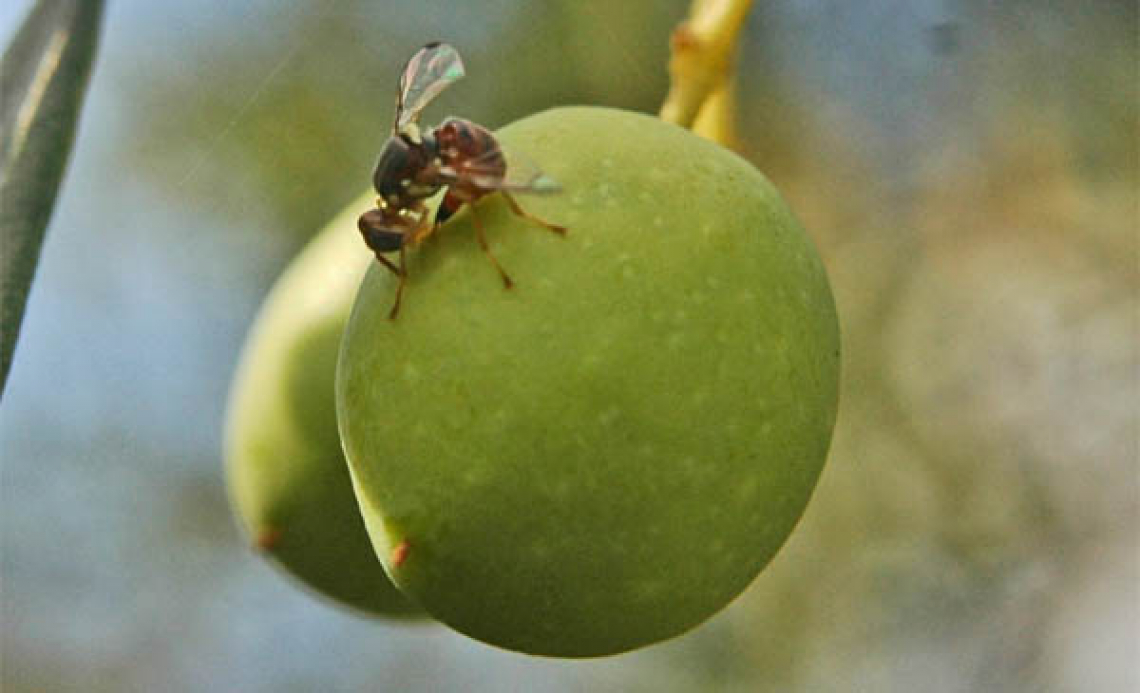 La mosca delle olive sceglie così dove ovideporre: varietà, stadio di maturazione e inolizione dell'oliva