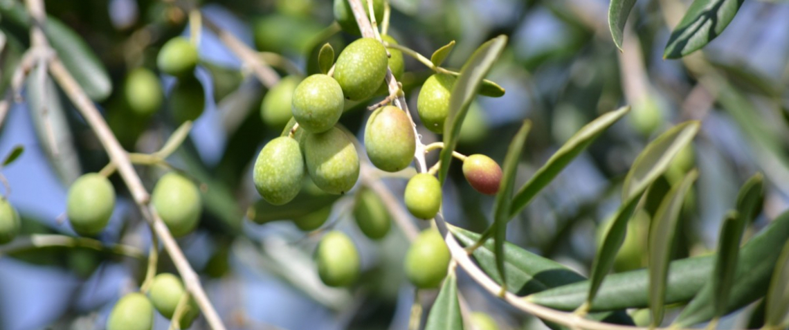 Una fotografia in chiaroscuro per l'olivicoltura italiana biologica