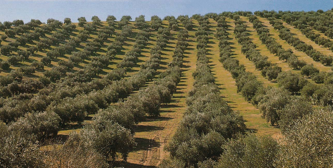 Controlli semplificati con la mappatura digitale dell'olivicoltura italiana