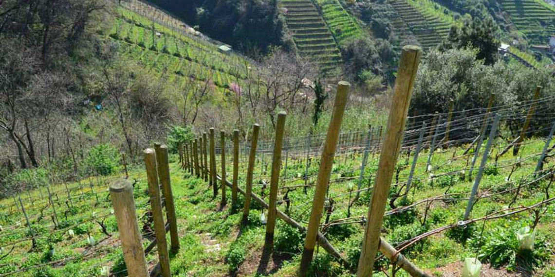 Firmato il decreto per la tutela e valorizzazione della viticoltura eroica
