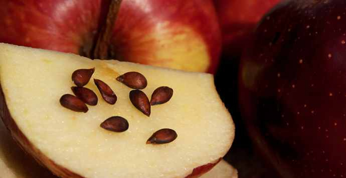 Ora nasce l'olio di semi di mela, per uso alimentare e cosmetico