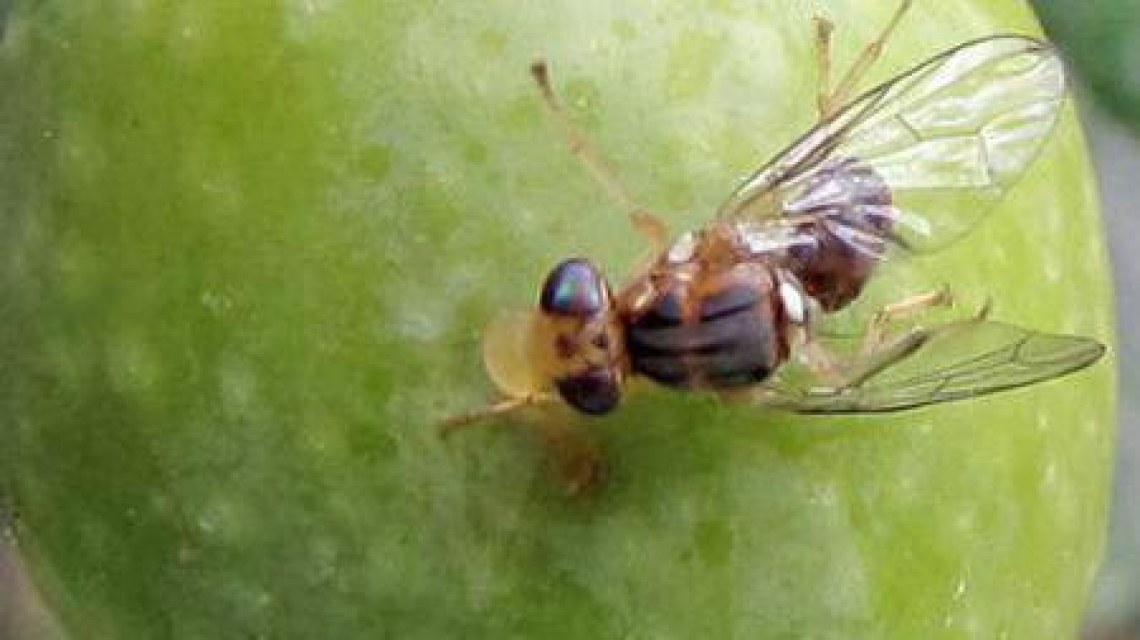 La mosca delle olive può volare fino a due ore, coprendo anche due chilometri