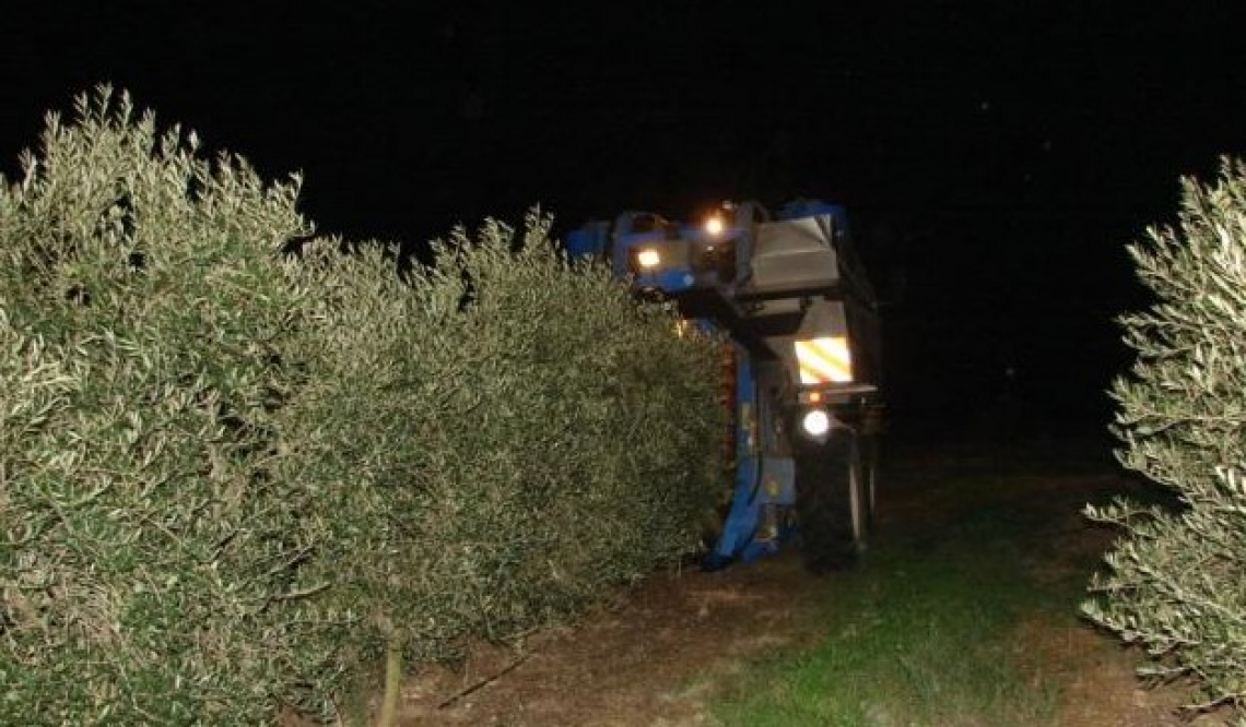 E' reato in Portogallo la raccolta continua in notturna delle olive