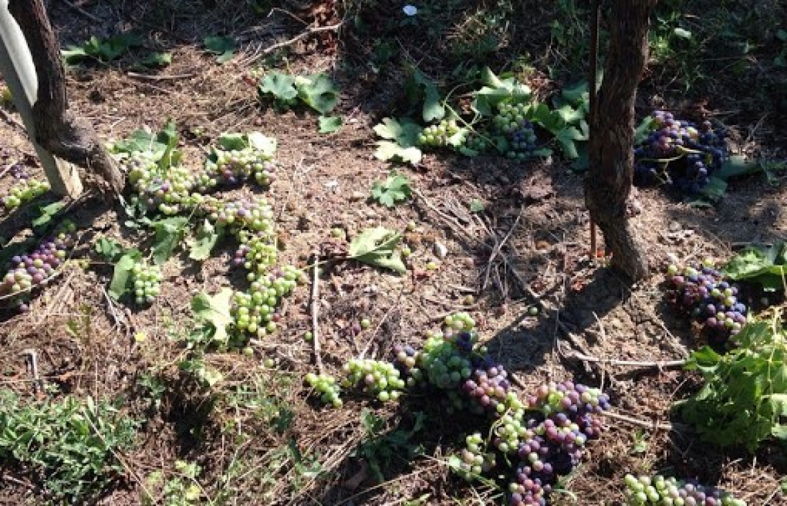 La vendemmia verde verrà finanziata con 100 milioni di euro