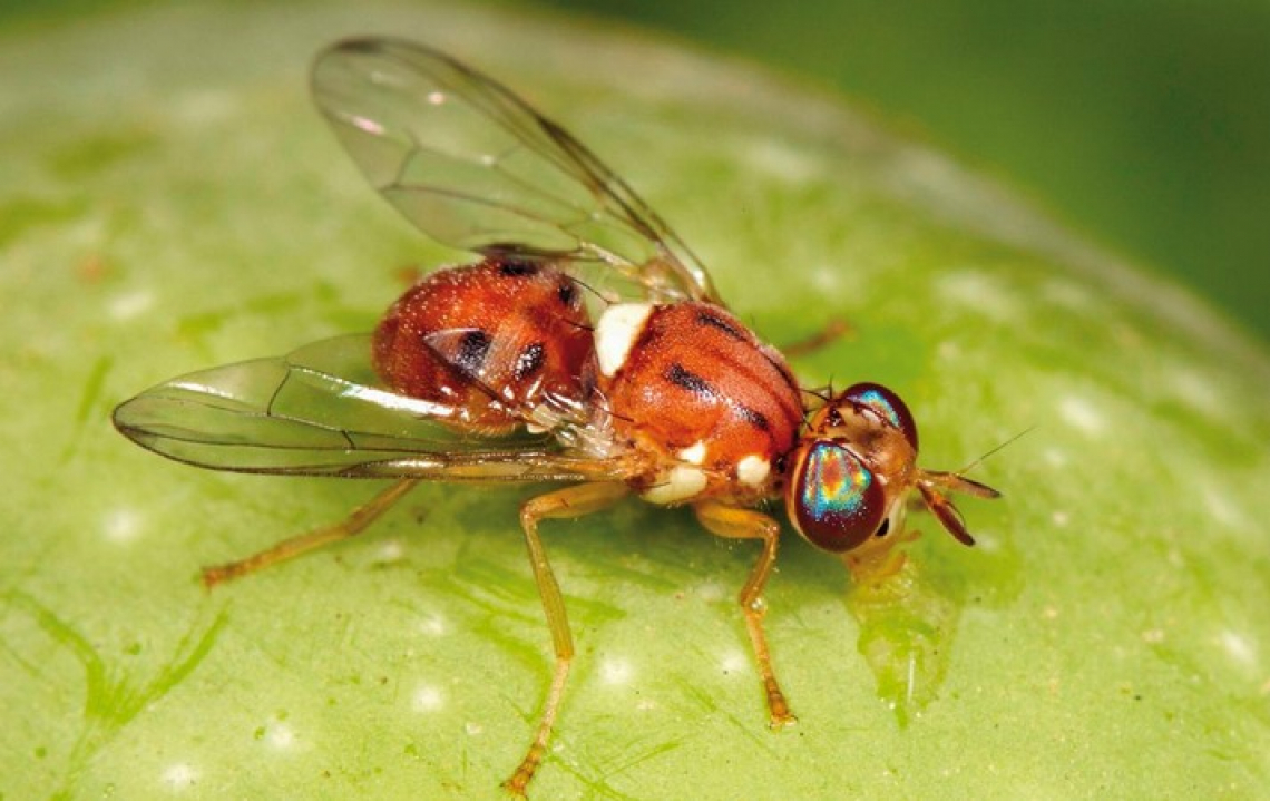 Dimetoato di nuovo in commercio contro la mosca delle olive