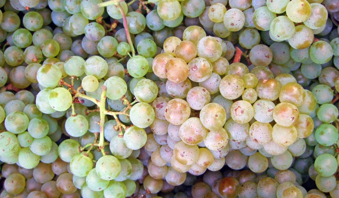 I segreti della vinificazione e dell'aromaticità del Pinot Blanc