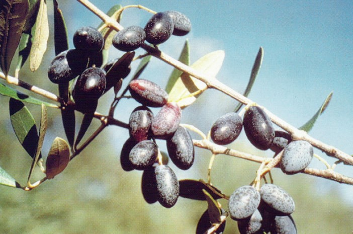 Il potenziale inespresso delle varietà d'olivo minori della Calabria