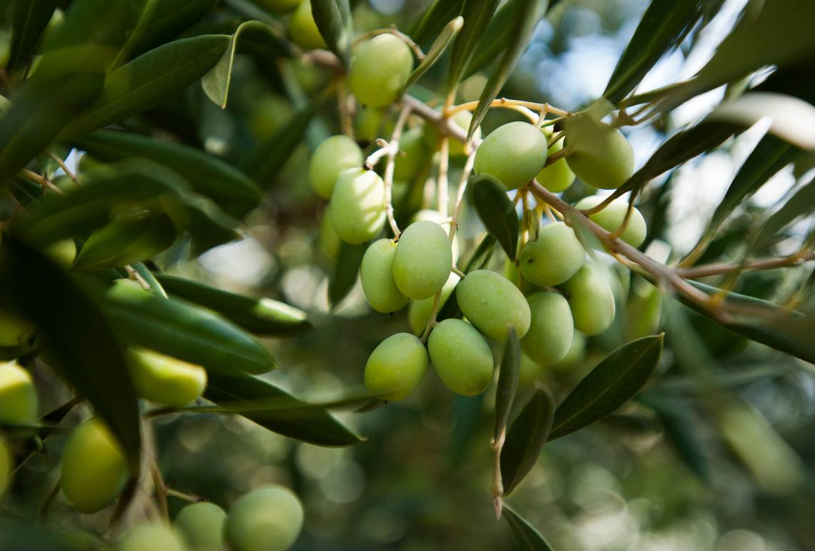La gestione sostenibile dell'oliveto è vincente per produttività e resa in olio delle olive