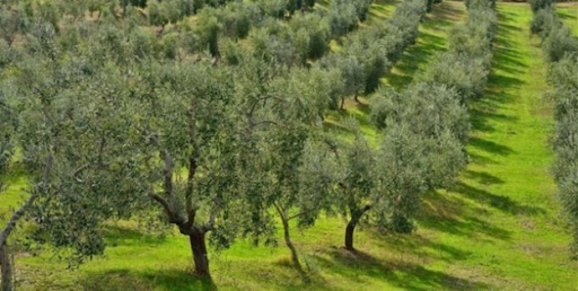 Gli olivicoltori spagnoli non sostengono la svolta green e biologica