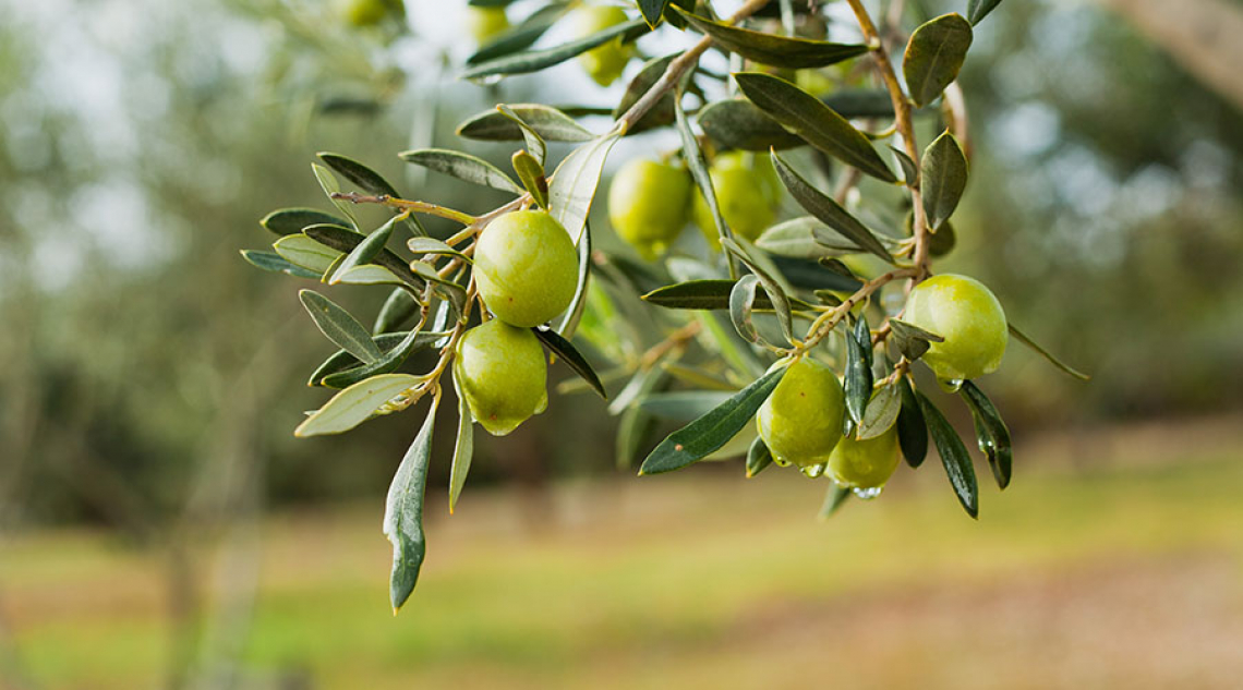 Prestiti per 140 milioni di euro per le Organizzazioni di produttori di olio d’oliva e di olive da mensa