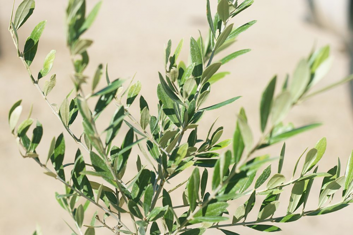 La concimazione azotata nei giovani olivi riduce la crescita radicale e della chioma