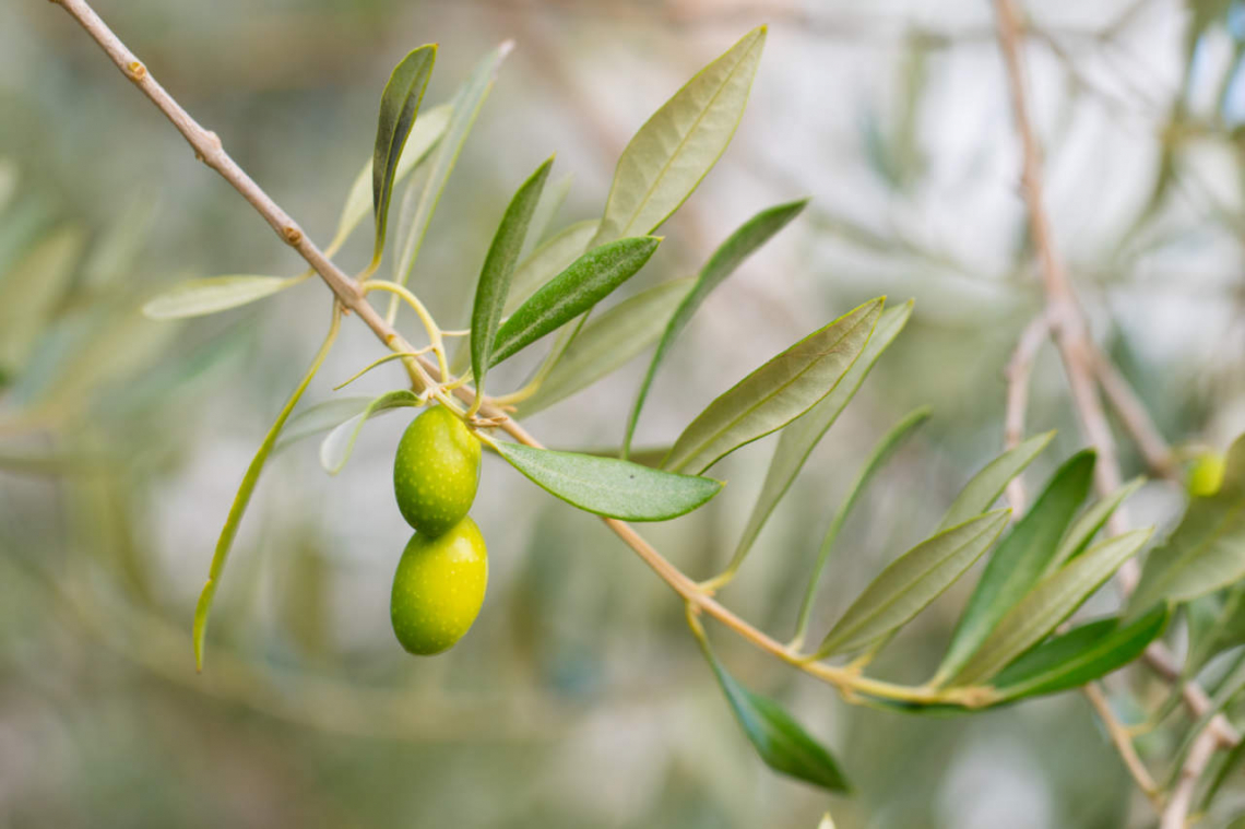 I sintomi di carenza nutrizionale dell'olivo e i tempi di manifestazione