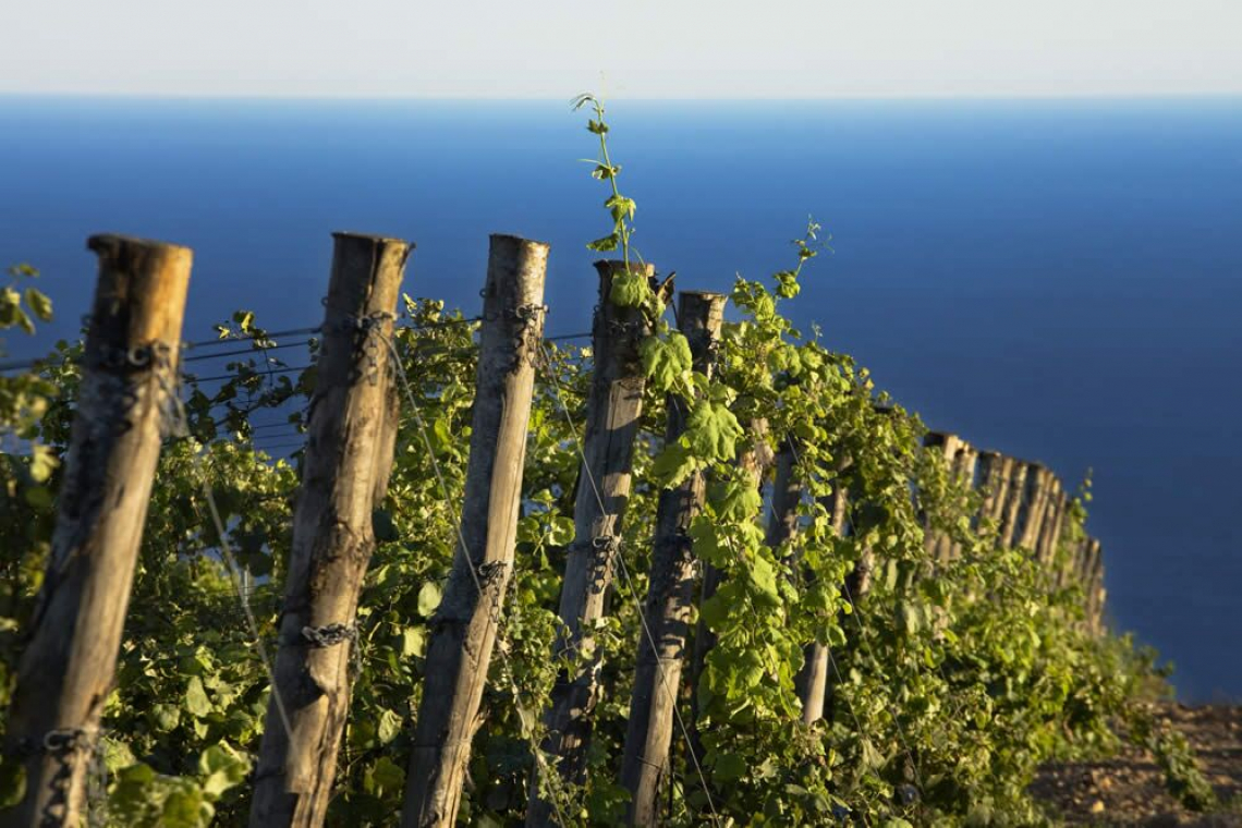 Vanno all'incanto i vigneti di mezza italia, unica eccezione il Piemonte