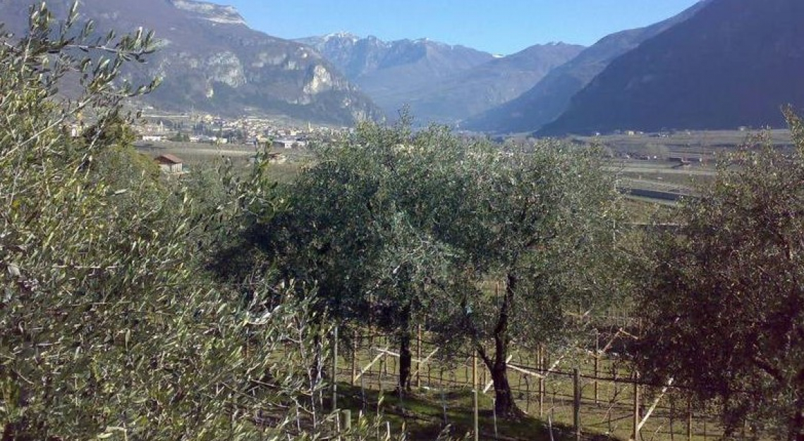 Il Nord-est Italia potrebbe festeggiare una buona campagna olearia