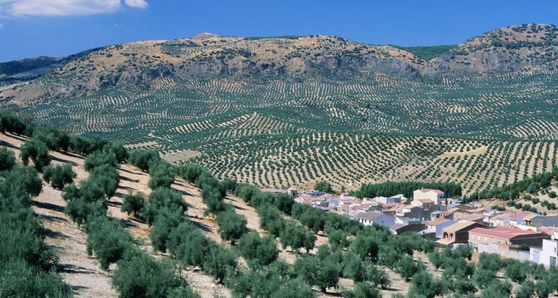 Ecco quanto costa davvero produrre un chilo di olio d'oliva in Spagna