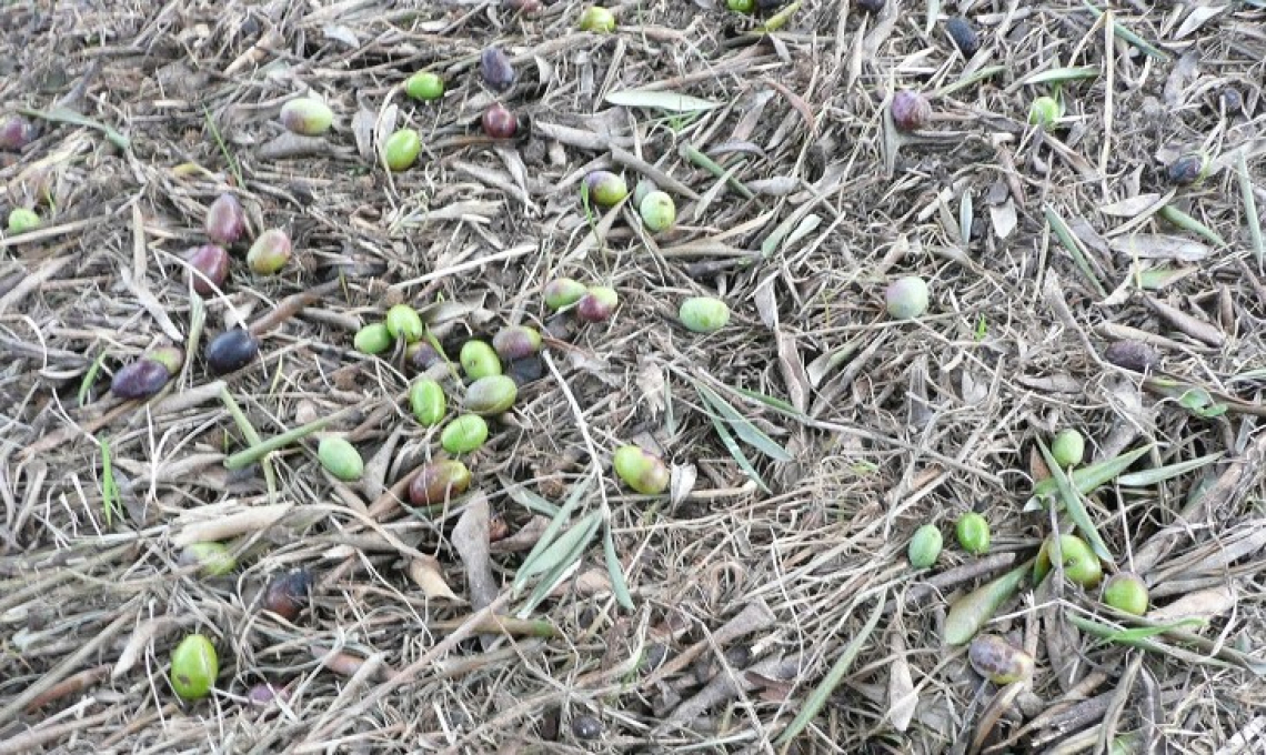 Cascola delle olive: quando c'è da preoccuparsi davvero?