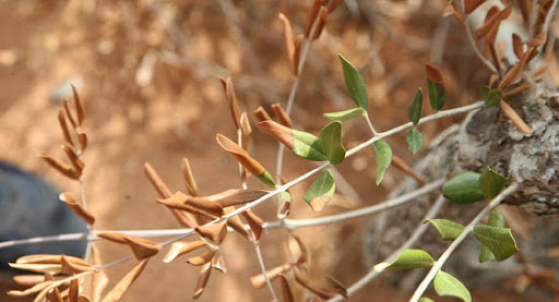 Possibili nuove popolazioni di Xylella fastidiosa specializzate per colonizzare l’olivo