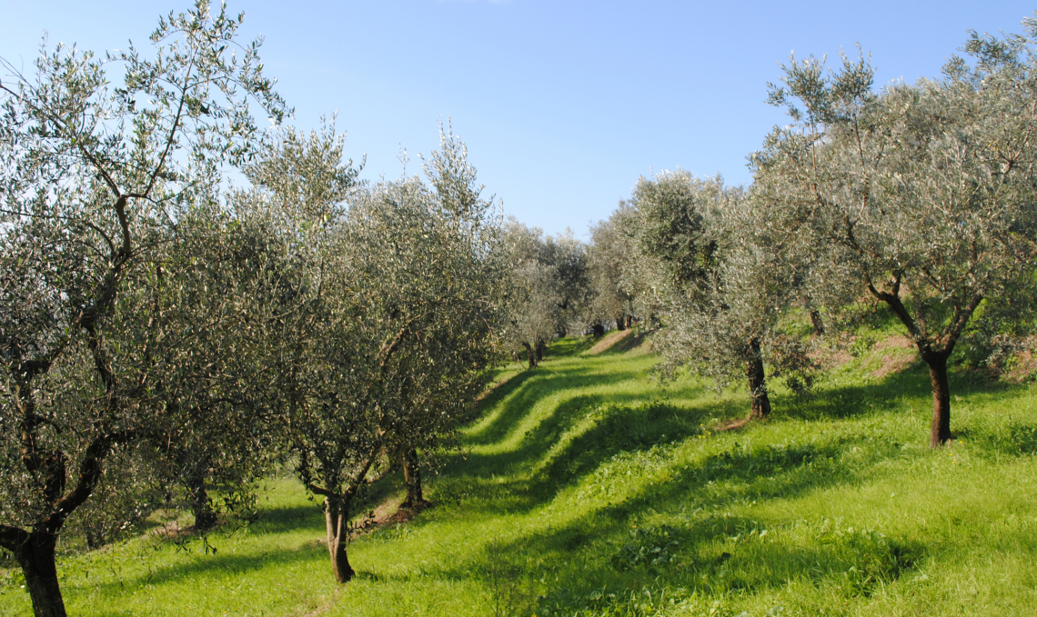 E' il letame il segreto della sostenibilità dell'olivicoltura organica