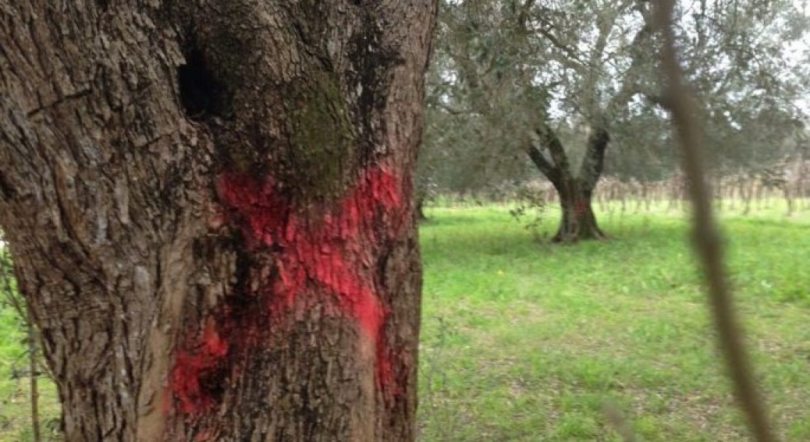 Approvati criteri per gli aiuti ai reimpianti in zona infetta da Xylella