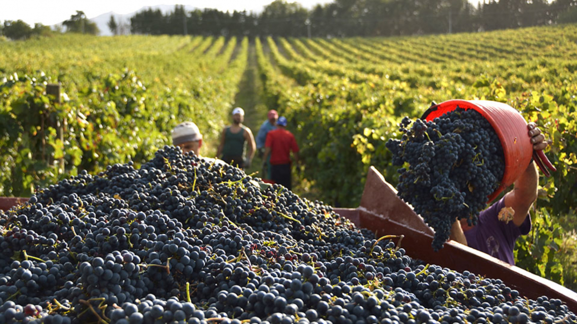 Vendemmia ottima ma il mercato del vino è in affanno