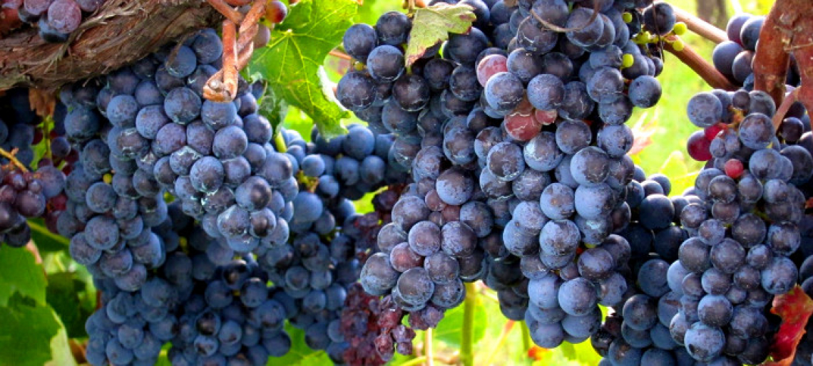 Ridurre la concentrazione zuccherina delle uve, riducendo il grado alcolico del vino naturalmente