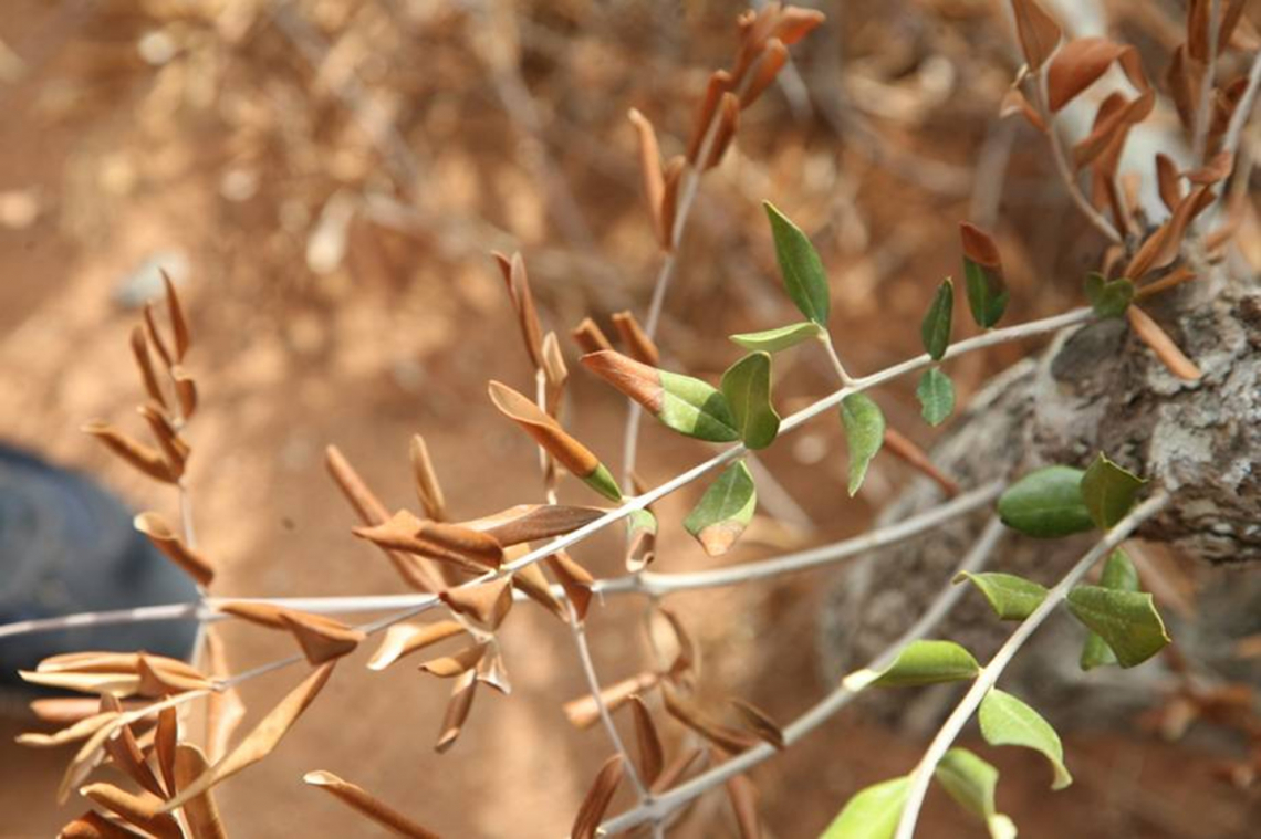 Un nuovo regolamento europeo per fermare Xylella fastidiosa