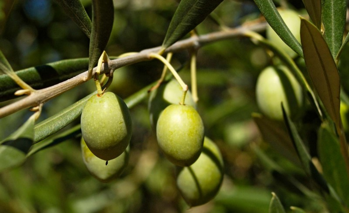 L'influenza della luce sulla maturazione delle olive