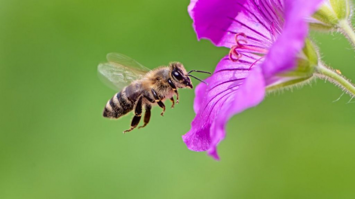 Il veleno delle api è miracoloso: può curare il tumore al seno