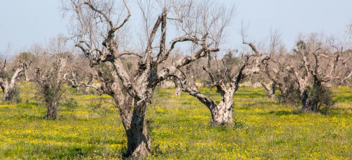 Polemica elettorale su Xylella fastidiosa in Puglia