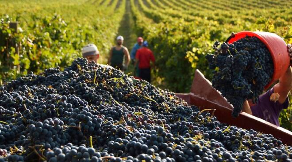 La vendemmia 2020 sarà quella della resilienza: ottima quantità e qualità