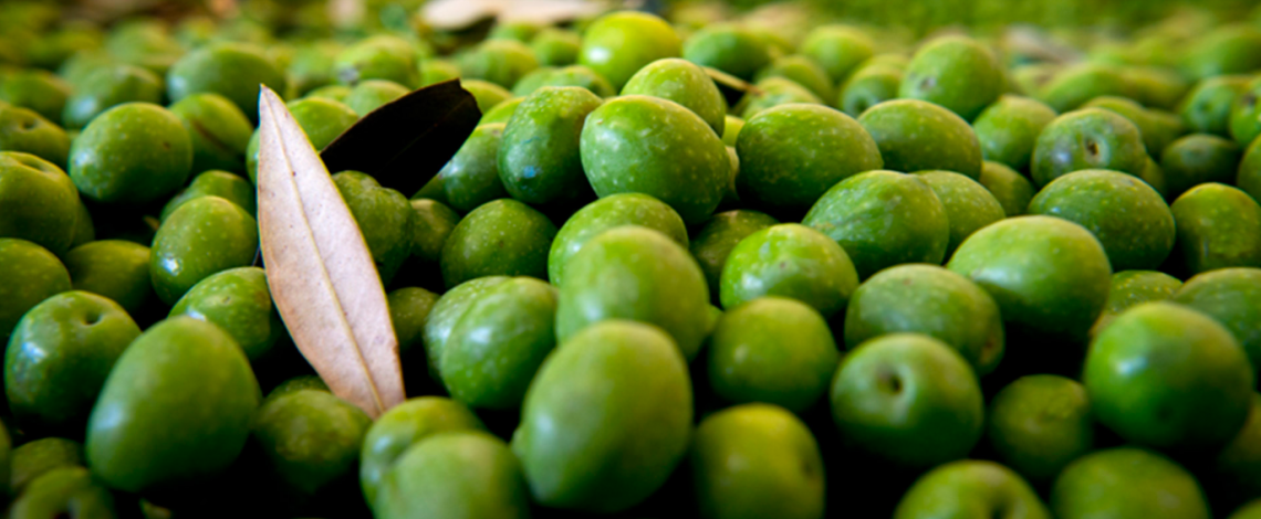 Temperatura o umidità: quale fattore è più importante per la conservazione delle olive prima della frangitura?